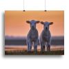 Lamb Twins Canvas Print or Poster