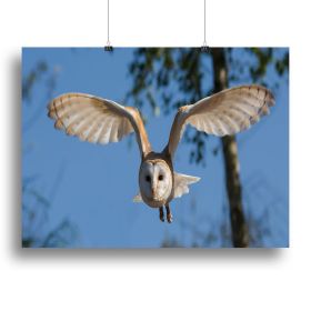 Barn Owl Canvas Print or Poster (Type: Standard Framed Canvas Print, size: 12" x 8" / 30cm x 20cm (approx))