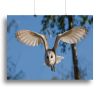 Barn Owl Canvas Print or Poster