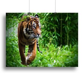 Hunting Tiger at the zoo Canvas Print or Poster (Type: Poster Print, size: 32" x 24" / 80cm x 60cm (approx))