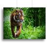 Hunting Tiger at the zoo Canvas Print or Poster