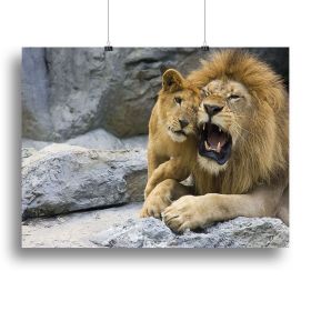 Big lion father and his son playing Canvas Print or Poster (Type: Standard Framed Canvas Print, size: 40" x 26" / 100cm x 65cm (approx))