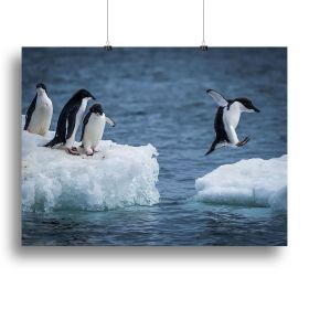 Adelie penguin jumping between two ice floes Canvas Print or Poster (Type: Poster Print, size: 16" x 12" / 42cm x 30cm (approx))