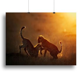 Playing at sunrise Canvas Print or Poster (Type: Standard Framed Canvas Print, size: 40" x 26" / 100cm x 65cm approx)