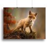 Fox Canvas Print or Poster