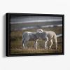Lambs Floating Framed Canvas