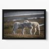 Lambs Floating Framed Canvas